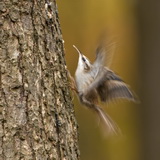 Birds in the Belgian Ardennes